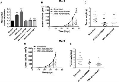 Activating Transcription Factor-5 Knockdown Reduces Aggressiveness of Mammary Tumor Cells and Attenuates Mammary Tumor Growth